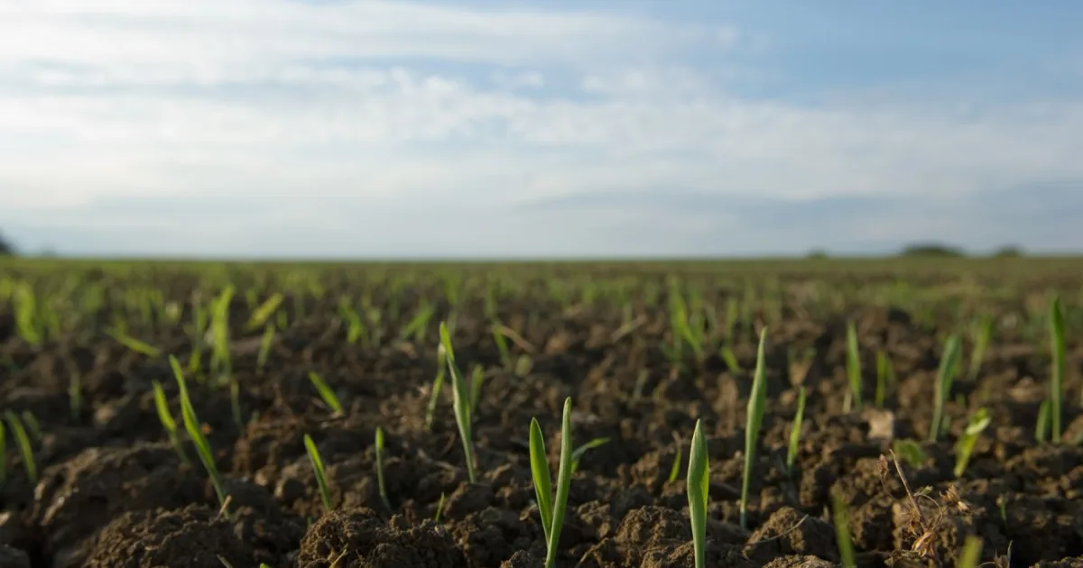 Рання весна: озимі "прокинулись" раніше норми