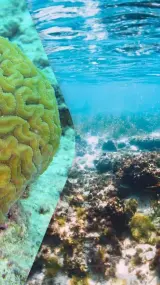 Глибоководні коралові рифи біля Аргентини: відкриття нового світу глибокого океану.